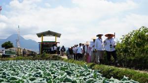 PERTANIAN-BERKELANJUTAN-Area-pertanian-hortikultura-di-Desa.jpg
