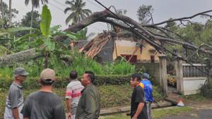 POHON-TUMBANG-Hujan-deras-disertai-angin-kencang-menyebabkan-p.jpg