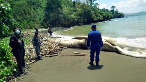Paus-sepanjang-7-meter-mati-dan-terdampar-di-Pantai-Nglarap-Tulungagung-Jatim.jpg