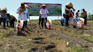 Penanaman-jagung-serentak-kuartal-IV-di-Banyuwangi-Jatim.jpg