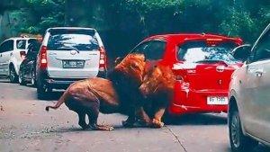 Penyebab-Singa-Berkelahi-dan-Tabrak-Mobil-di-Taman-Safari-II-Prigen.jpg