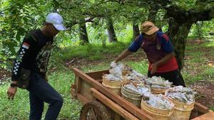 Petani-Belimbing-Tasikmadu-Tuban-Jatim-Panen.jpg