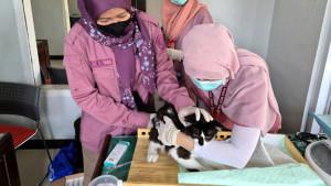 Petugas-Puskeswan-Kedungwaru-Disnak-Keswan-Tulungagung-vaksinasi-rabies-ke-seekor-kucing.jpg