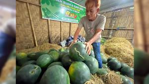 Rian-supplier-semangka-ke-SPPG-di-Bondowoso-Jatim-14102025.jpg