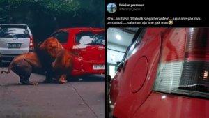 Sebuah-mobil-penyok-gegara-ditabrak-singa-berkelahi-di-Taman-Safari-II-Prigen.jpg