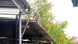 Teror-Kera-Liar-Bikin-Geger-Warga-Gogorante-Kediri-Jatim.jpg