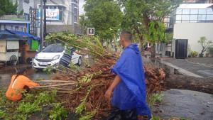 Warga-membersihkan-pohon-tumbang-di-Jalan-Gatot-Subroto-Jember.jpg