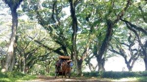 angkutan-gratis-ke-objek-wisata-banyuwangi.jpg