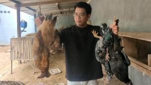 ayam-Madiun-mati-massal.jpg