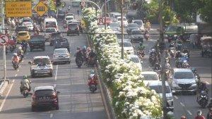 bunga-yang-bermekaran-terutama-tabebuya-dengan-berbagai-warna.jpg