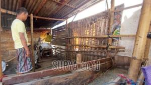 kandang-dua-ekor-sapi-miliknya-Jumat-1872023.jpg