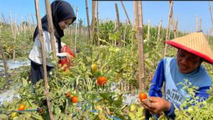 ongkos-perawatan-dan-pemetikan-tidak-tertutup-dari-hasil-penjualan.jpg