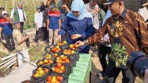 panen-raya-tomat-Madiun-2.jpg