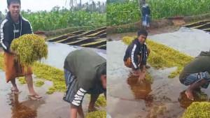 panen-tembakau-Bondowoso-rusak.jpg