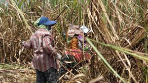 para-ibu-penebang-tebu-di-Magetan-Jatim.jpg