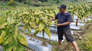 petani-tembakau-di-Kecamatan-Plaosan-Kabupaten-Magetan-Jatim.jpg