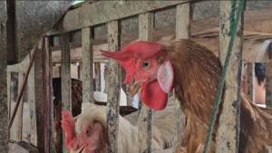 produksi-ayam-Trenggalek-naik.jpg