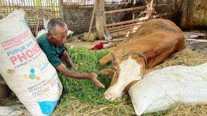 sapi-terjangkit-PMK-di-Ponorogo-Jawa-Timur-812025.jpg