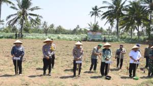 tanam-jagung-Bondowoso-IV.jpg