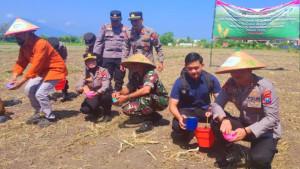 tanam-jagung-Situbondo-5.jpg