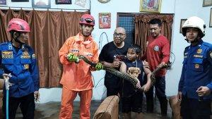 ular-piton-masuk-rumah-warga-Trenggalek-Jawa-Timur.jpg