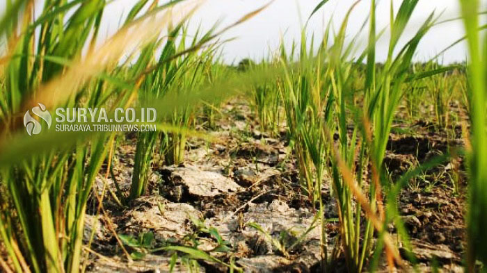 Areal Panen Padi Menurun Gara-gara Puso