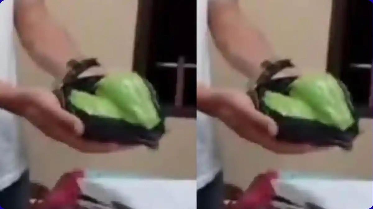 Kakek Pencuri 2 Labu Siam di Cianjur Tewas Dianiaya Tetangga, Istri Pelaku Minta Keadilan