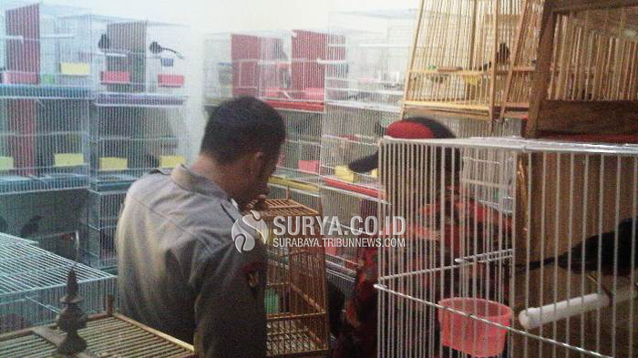 Kapal Pengangkut Tapioka Bawa 247 Burung Selundupan Dari Thailand