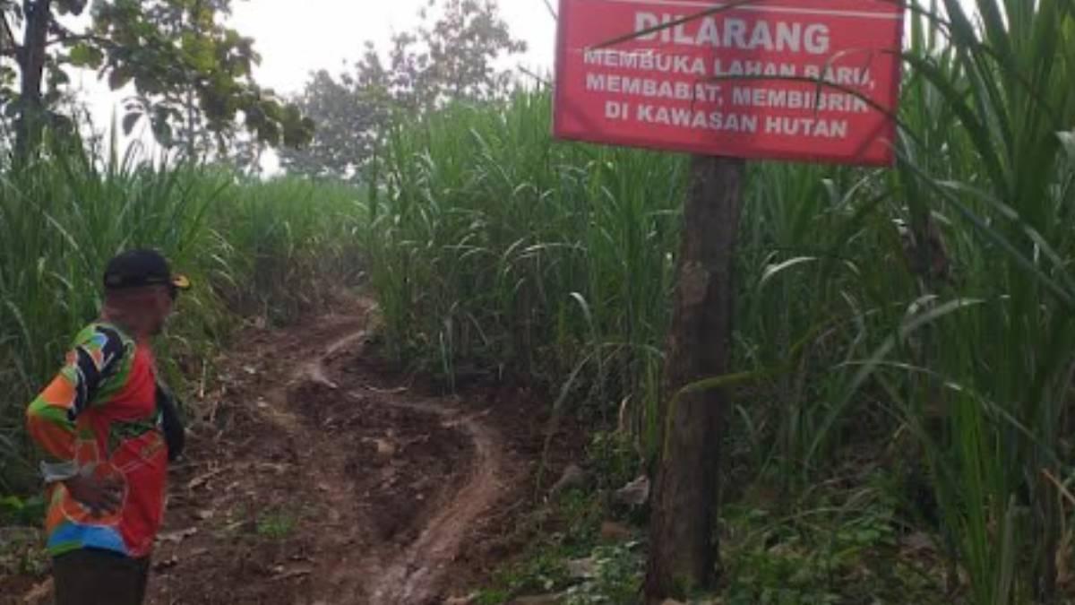 Ada Dugaan Aktivitas Ilegal di Lahan Hutan Jombang, Ini Sikap Perhutani
