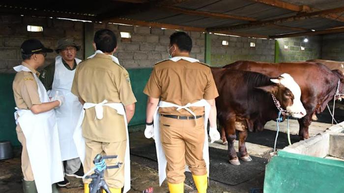 Vaksinasi 3.525 Dosis Antisipasi PMK di Bondowoso : Boleh untuk Sapi Bunting, Tak Boleh Sakit