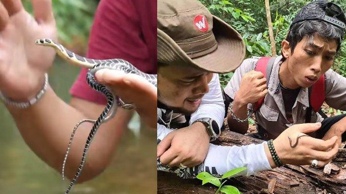 BAHAYA Bayi Ular King Kobra yang Patuk Alprih Priyono Eks Asisten Panji Petualang, Lebih Beracun