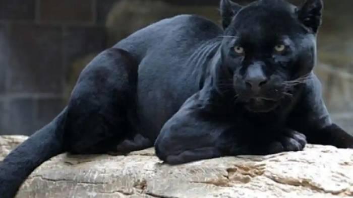 Benarkah-Ada-Macan-di-Hutan-Cangar-Kota-Batu-Tahura-Ungkap-Fakta-Sebenarnya-Video-Lama.jpg