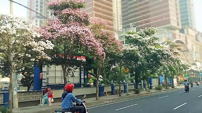 Bunga Tabebuya Bermekaran di Kota Surabaya, Warga: Cantik Banget