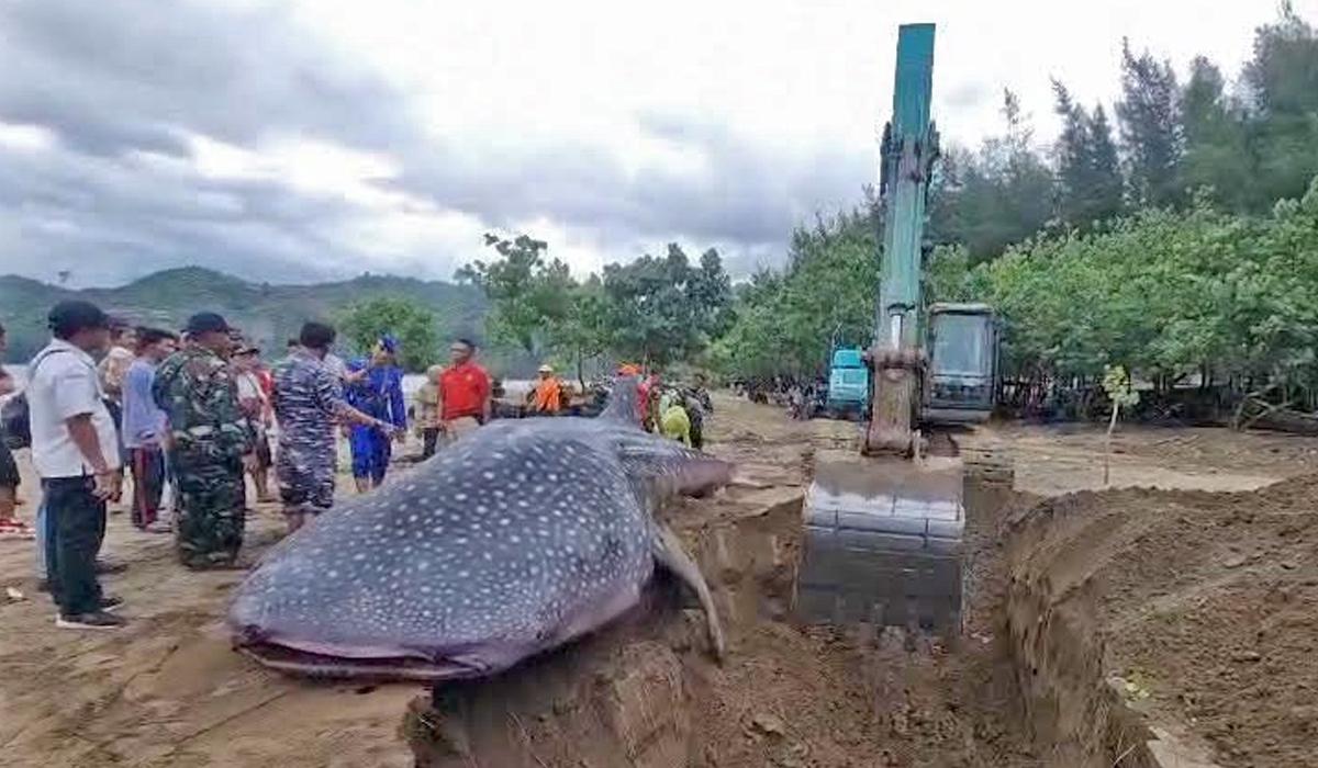 DIKUBUR-Bangkai-hiu-paus-berhasil-ditarik-dari-perairan-Pantai-Bayem-di.jpg