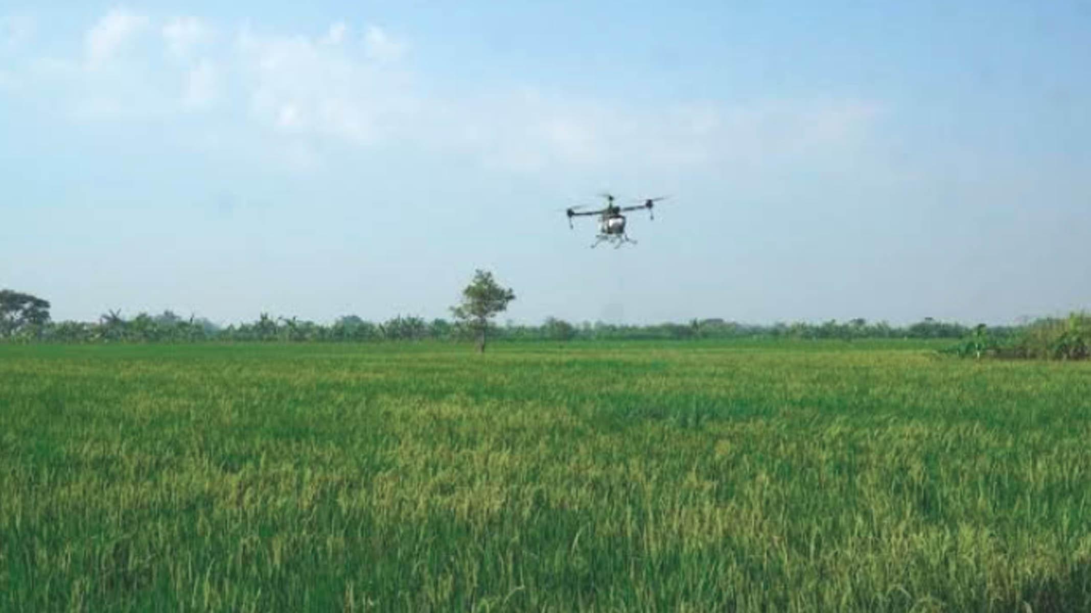Lamongan Dikepung Wereng, Drone Kementan Dikerahkan ke Sawah usai 19 Kecamatan Terpapar Hama - Surya.co.id