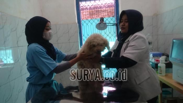 Drh-Atikka-Ratna-Ningtyas-sedang-memeriksa-kesehatan.jpg