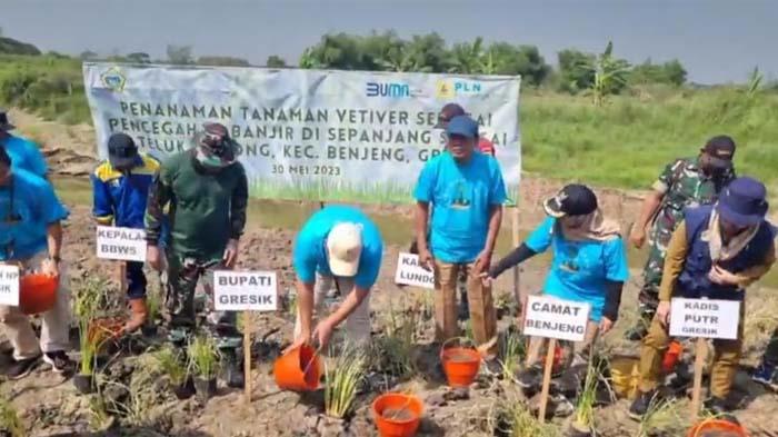 Bupati Gresik Tanam Rumput Vetiver untuk Perkuat Tanggul Sementara Sungai Kali Lamong