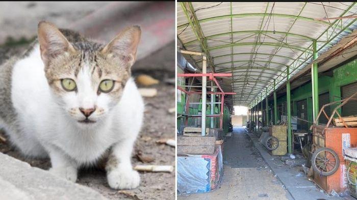 Geger Kabar Temuan Kepala Kucing di Pasar Sepanjang Sidoarjo di Medsos, Pengelola Pasar Membantah