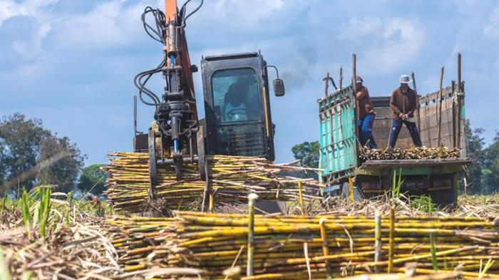 PTPN I Regional 4 Targetkan Produktivitas Tebu Capai 100 Ton/Hektare di 2024