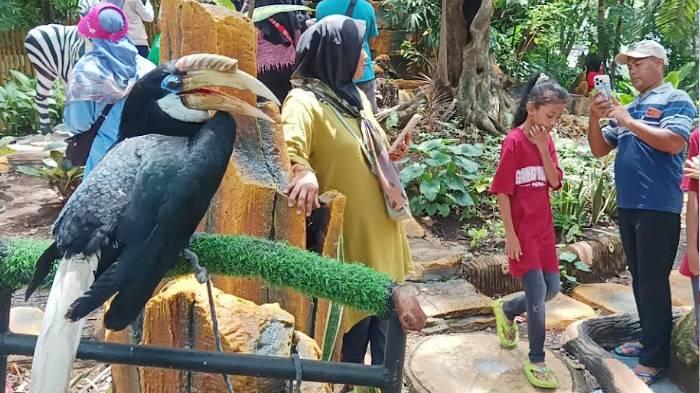 16 Ribu Pengunjung Isi Libur Natal di KBS Surabaya, Ada Feeding Bareng Singa