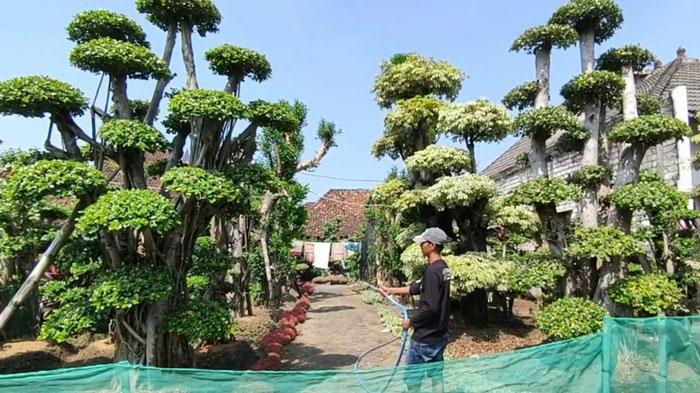 Kampung Bonsai di Pucuk Lamongan Mulai Bergeliat Pasca Pandemi Covid-19, Kini Mulai Banjir Orderan