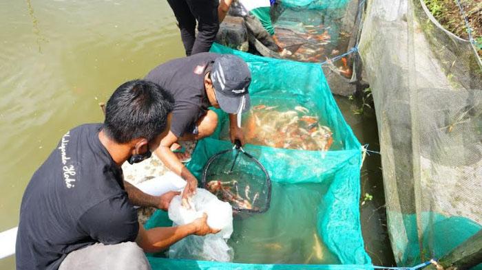 Kampung Koi di Dusun Selorejo Kabupaten Banyuwangi, Naik Kelas Berkat Jagoan Tani