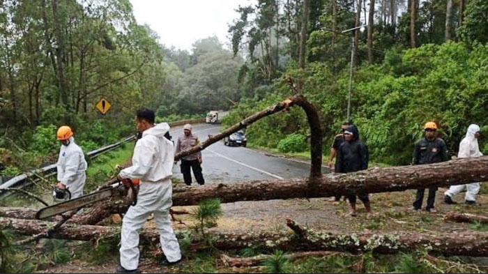 Kawasan-rawan-pohon-tumbang-di-Magetan.jpg