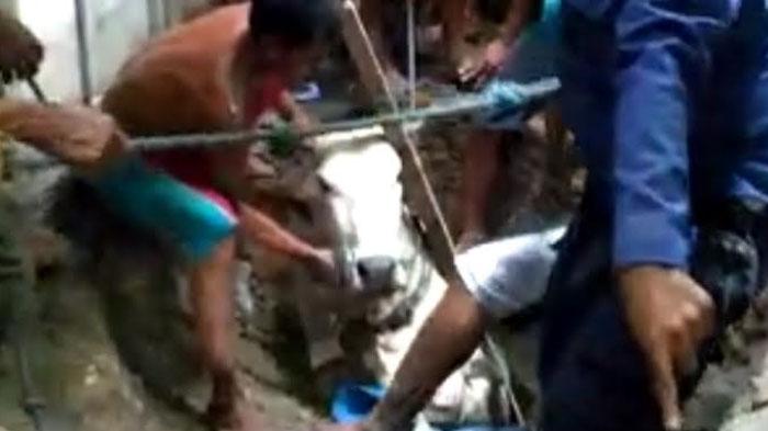 Sapi Ngamuk di Ngraho Kabupaten Bojonegoro, Lepas dari Kandang Hingga Nyemplung Sumur