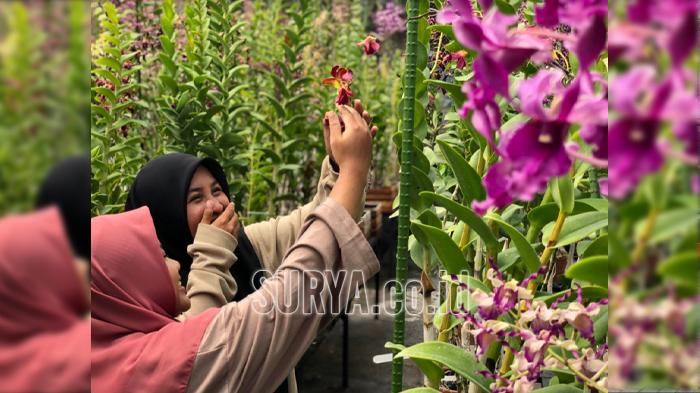 Eksotisme Kampung Wisata Anggrek Dadaprejo Kota Batu, Omzet Capai Miliaran Rupiah