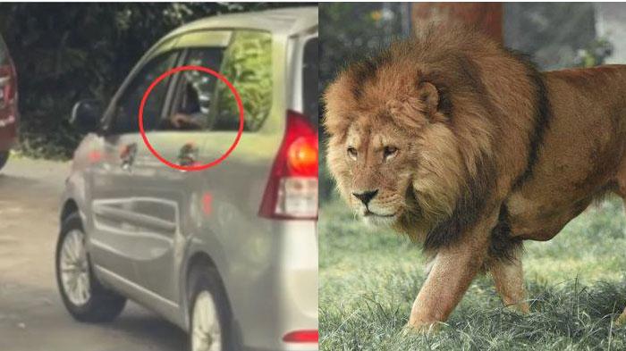 Viral Aksi Pengunjung Taman Safari, Buka Kaca Mobil Saat Masuk Area Singa, Sempat Diingatkan Petugas