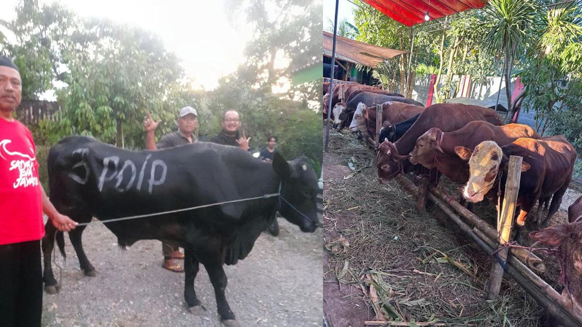 PDIP Jatim Distribusikan 468 Ekor Sapi Kurban untuk Masyarakat