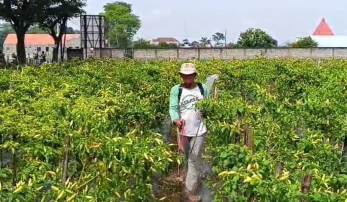 PETANI-CABAI-Petani-cabai-di-Desa-Tumpang-Kecamat.jpg