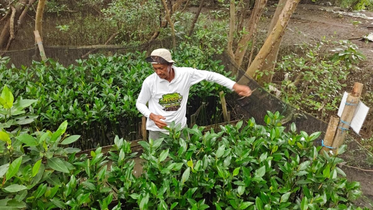 PETANI-MANGROVE-M-Toha-salah-satu-petani-mangrove-dari-Kelompok-Kompak.jpg