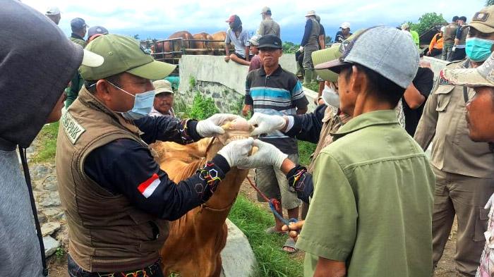 Ratusan Sapi Tertular dan 70 Mati, DPKP Lumajang Terapkan Langkah Strategis Menekan Penyebaran PMK